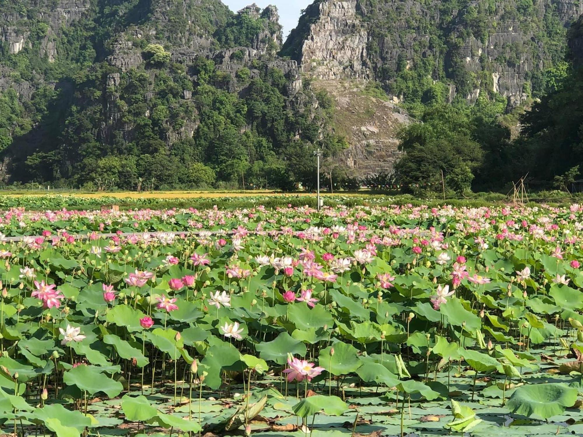 Tam Coc - Thanh Homestay Ninh Binh Bagian luar foto